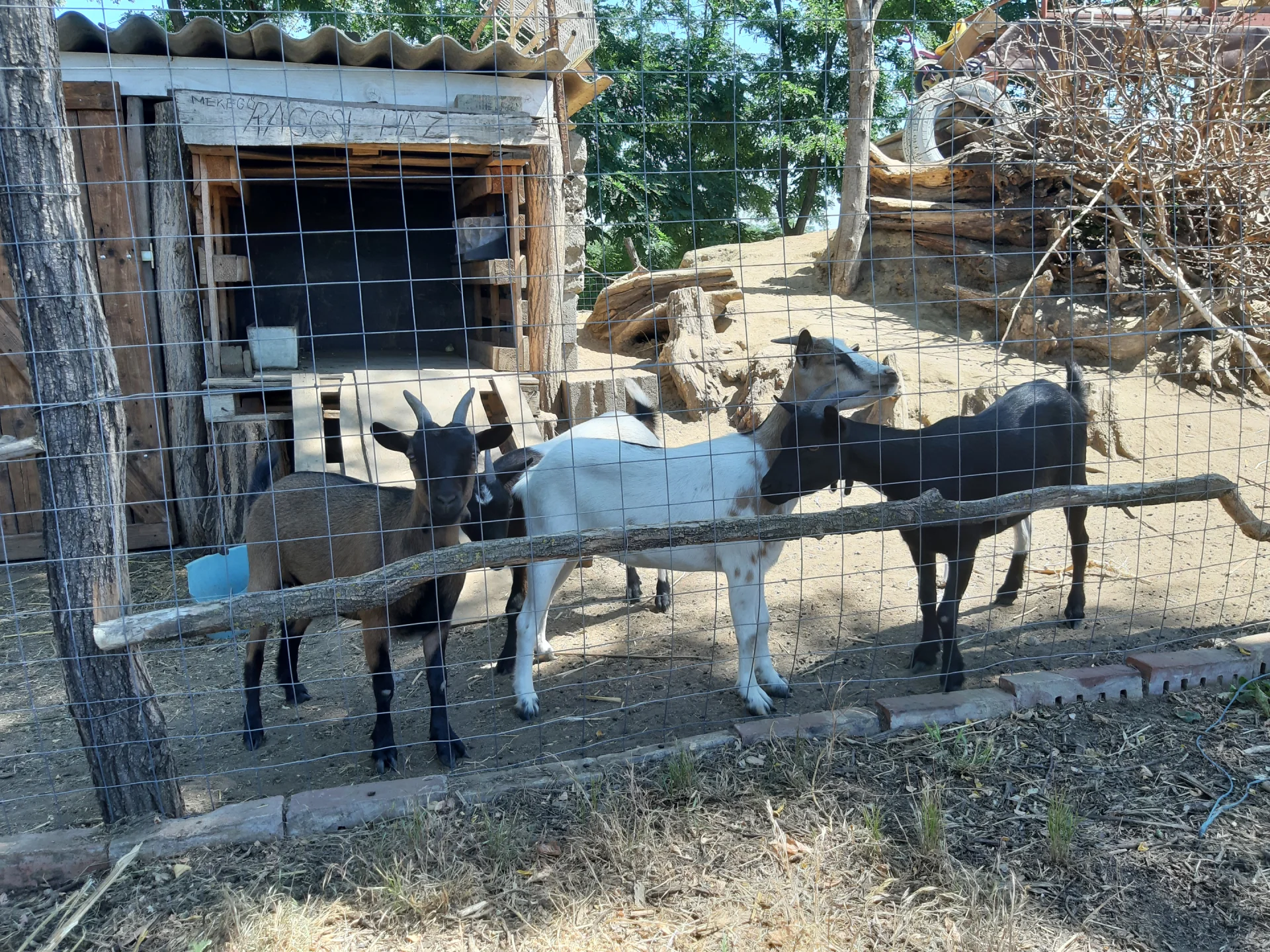 Állat- és növényvilág – Kép