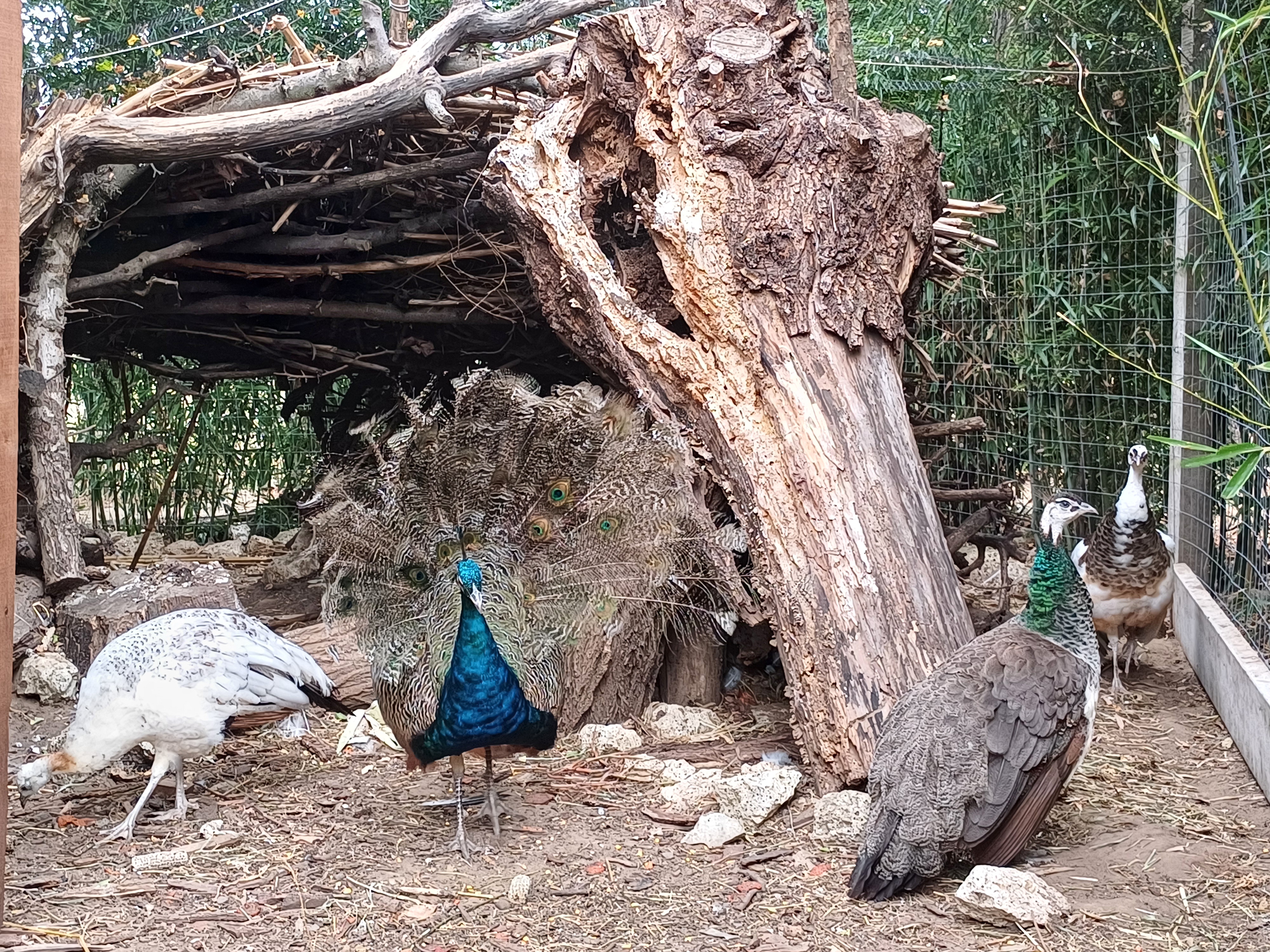 Pávaházzal bővült a bambuszerdő